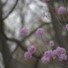 gallery random image