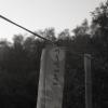 gallery random image