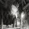 gallery random image