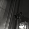 gallery random image