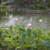 gallery random image