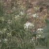 gallery random image