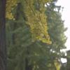 gallery random image